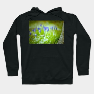 MUSCARI WOODS Hoodie